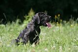 DOGUE ALLEMAND 406